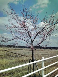2011-3松保橋の川津桜開花 2011-3-09松保橋近くの川津桜開花