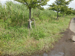 定例除草前4 26.07.06teireijosomae4