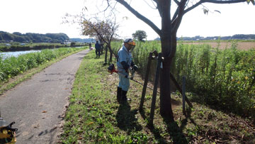 樹の根本周りの除草2014-9-14a 20140914_084843c.jpg