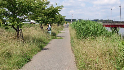 6月除草作業・神尾橋付近 20150607_094616c.jpg