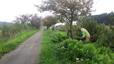 9月除草作業・新阿宗橋付近左岸 20150906_084333c.jpg