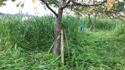 9月除草作業・新阿宗橋付近右岸1 20150906_085729c.jpg