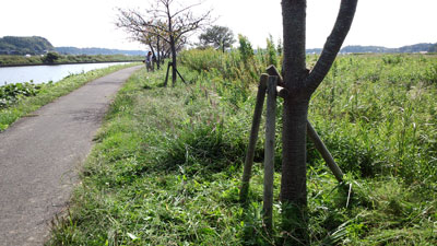 10月除草作業・神尾橋~水神宮左岸 20151004_093137c.jpg