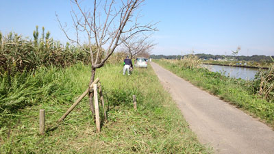10月除草作業・花山機場付近 20151004_095733c.jpg