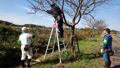 11月枝の剪定作業・阿宗橋付近左岸 20151101_093323c.jpg