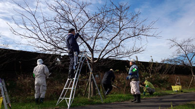 12月枝の剪定作業・松保橋付近 20151206_095914c.jpg