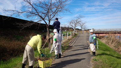 12月枝の剪定作業・松保橋付近2 20151206_101415c.jpg