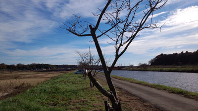樹番1124 20151206_103004c.jpg