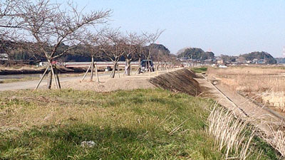 新川右岸堤防工事終了 20160117_094437c.jpg