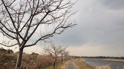 枝の剪定後2.9撮影1 20160209_144604c.jpg