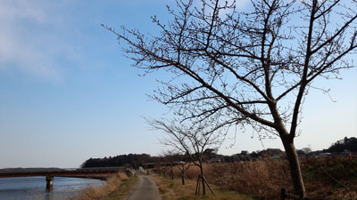 枝の剪定後2.9撮影2 20160209_144641c.jpg