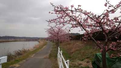 左岸阿宗橋を望む 20160306_113138c.jpg