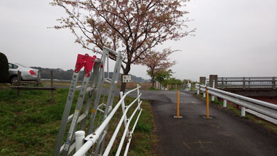 松保橋の河津桜 20160403_093231c.jpg