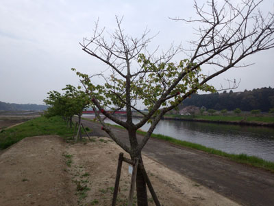 機番1131 20160403_103124c.jpg