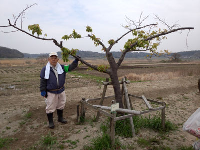 里親さん独自剪定?の樹 20160403_105044c.jpg