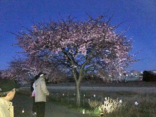 桜ライトアップ IMG_0153.jpg
