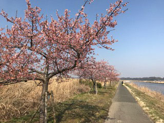 河津桜並木満開 IMG_0158.jpg