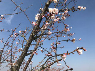 河津桜異種 IMG_0159.jpg