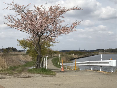松保橋袂の河津桜2017.4.2 IMG_20170402_0270.jpg