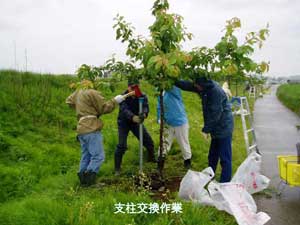 木製支柱1